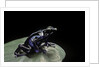Dendrobates tinctorius f. agreja (dyeing poison dart frog) by Anonymous