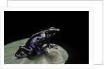 Dendrobates tinctorius f. agreja (dyeing poison dart frog) by Anonymous