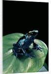 Dendrobates tinctorius f. agreja (dyeing poison dart frog) by Anonymous