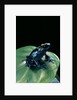 Dendrobates tinctorius f. agreja (dyeing poison dart frog) by Anonymous