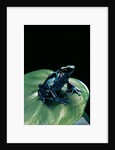 Dendrobates tinctorius f. agreja (dyeing poison dart frog) by Anonymous