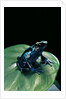 Dendrobates tinctorius f. agreja (dyeing poison dart frog) by Anonymous