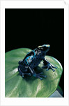 Dendrobates tinctorius f. agreja (dyeing poison dart frog) by Anonymous