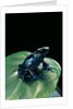 Dendrobates tinctorius f. agreja (dyeing poison dart frog) by Anonymous