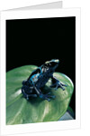 Dendrobates tinctorius f. agreja (dyeing poison dart frog) by Anonymous