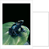 Dendrobates tinctorius f. agreja (dyeing poison dart frog) by Anonymous