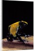 Dendrobates tinctorius f. citronella (dyeing poison dart frog) by Anonymous