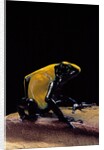 Dendrobates tinctorius f. citronella (dyeing poison dart frog) by Anonymous