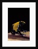 Dendrobates tinctorius f. citronella (dyeing poison dart frog) by Anonymous