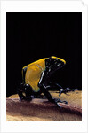 Dendrobates tinctorius f. citronella (dyeing poison dart frog) by Anonymous