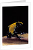 Dendrobates tinctorius f. citronella (dyeing poison dart frog) by Anonymous