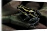 Ranitomeya ventrimaculata (reticulated poison frog) by Anonymous