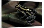Ranitomeya ventrimaculata (reticulated poison frog) by Anonymous