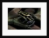 Ranitomeya ventrimaculata (reticulated poison frog) by Anonymous