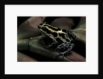 Ranitomeya ventrimaculata (reticulated poison frog) by Anonymous
