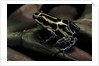 Ranitomeya ventrimaculata (reticulated poison frog) by Anonymous