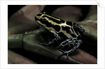 Ranitomeya ventrimaculata (reticulated poison frog) by Anonymous