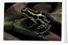 Ranitomeya ventrimaculata (reticulated poison frog) by Anonymous