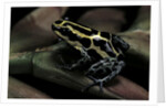 Ranitomeya ventrimaculata (reticulated poison frog) by Anonymous