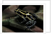 Ranitomeya ventrimaculata (reticulated poison frog) by Anonymous