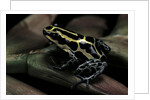 Ranitomeya ventrimaculata (reticulated poison frog) by Anonymous
