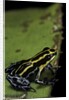 Ranitomeya ventrimaculata (reticulated poison frog) by Anonymous