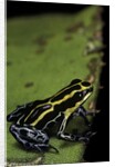 Ranitomeya ventrimaculata (reticulated poison frog) by Anonymous
