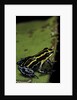 Ranitomeya ventrimaculata (reticulated poison frog) by Anonymous