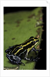 Ranitomeya ventrimaculata (reticulated poison frog) by Anonymous