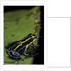 Ranitomeya ventrimaculata (reticulated poison frog) by Anonymous