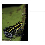 Ranitomeya ventrimaculata (reticulated poison frog) by Anonymous
