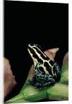 Ranitomeya ventrimaculata (reticulated poison frog) by Anonymous