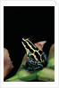 Ranitomeya ventrimaculata (reticulated poison frog) by Anonymous