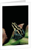 Ranitomeya ventrimaculata (reticulated poison frog) by Anonymous