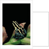 Ranitomeya ventrimaculata (reticulated poison frog) by Anonymous