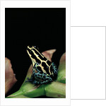 Ranitomeya ventrimaculata (reticulated poison frog) by Anonymous