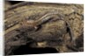 Desmognathus fuscus (northern dusky salamander) by Anonymous