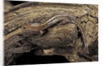 Desmognathus fuscus (northern dusky salamander) by Anonymous