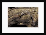 Desmognathus fuscus (northern dusky salamander) by Anonymous