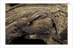 Desmognathus fuscus (northern dusky salamander) by Anonymous
