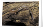 Desmognathus fuscus (northern dusky salamander) by Anonymous