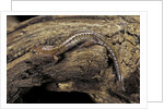 Desmognathus fuscus (northern dusky salamander) by Anonymous