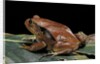 Dyscophus antongilii (Madagascar tomato frog) by Anonymous