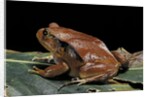 Dyscophus antongilii (Madagascar tomato frog) by Anonymous