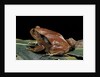 Dyscophus antongilii (Madagascar tomato frog) by Anonymous