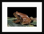 Dyscophus antongilii (Madagascar tomato frog) by Anonymous