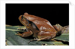 Dyscophus antongilii (Madagascar tomato frog) by Anonymous