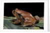 Dyscophus antongilii (Madagascar tomato frog) by Anonymous