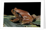 Dyscophus antongilii (Madagascar tomato frog) by Anonymous