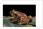 Dyscophus antongilii (Madagascar tomato frog) by Anonymous
